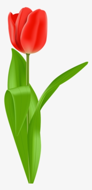 Red Tulip Png Clip Art Image - Tulip