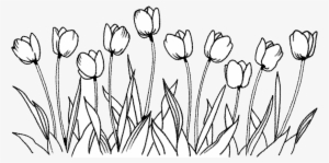 Flower Tulip Coloring Book Line Art Drawing - Flowers Drawing Png