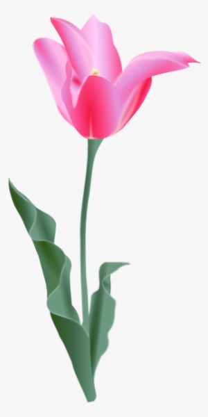 Tulip