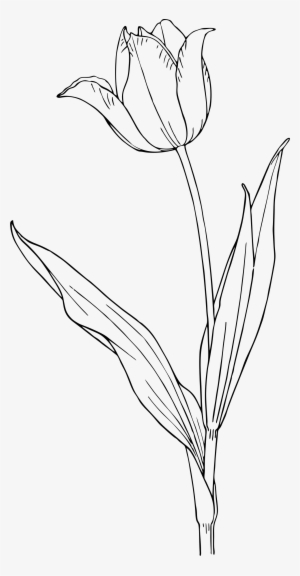 Tulip Png