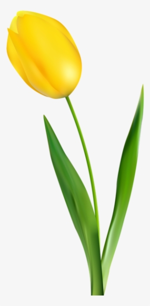 Yellow Tulip Transparent Clip Art Png Image - Yellow Tulip Flower Png