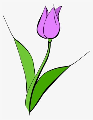 Purple - Tulipa Clipart