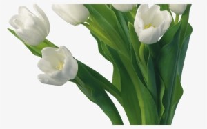 Flowers Bouquet Tulips Png U0zmo7xltpng Png Uri - Beautiful Flower Good Morning