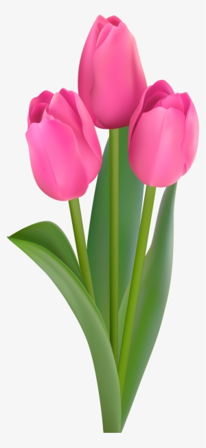 Pink Tulips Transparent Clip Art - Flower