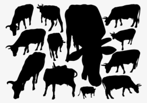 Cow Silhouette Vector - Cattle