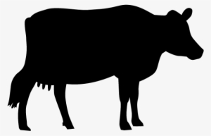 View All Images-1 - Dairy Cow