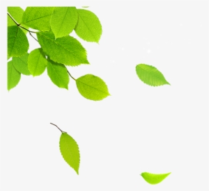 591×591 Pixels - Hojas De Arbol Png