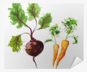 Set Of Vector Watercolor Vegetables - Vegetable
