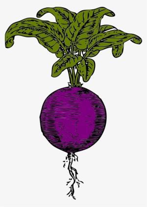 This Free Icons Png Design Of Purple Beet