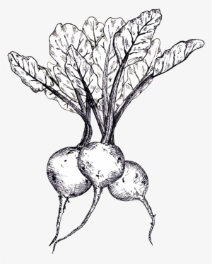Beets Linedrawing - Beetroot