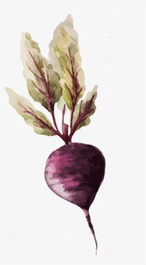 Burak - Vegetable Watercolor