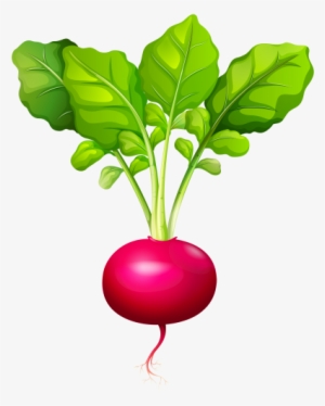 Radish Png Clip Art - Radish Clip Art