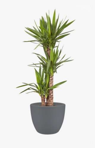 Home > Collection > Pure Soft Round - Large Flower Pot Png