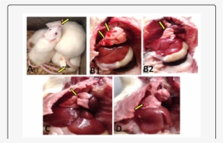 A) Rats Treated With Met Showed Gasping (thick Arrow) - Ostrich Meat