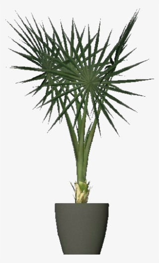 Mediterranean Dwarf Palm - Piante Per Dentro Casa