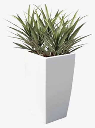 Our Choice Is Extensive, Featuring Over A Thousand - Flowerpot