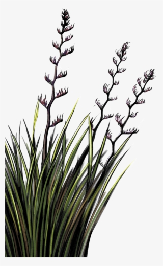 Flax Flax - Flax Plant Nz Png