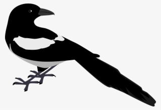 Zeimusu Magpie 2 Scalable Vector Graphics Svg Clip - Magpie Clip Art