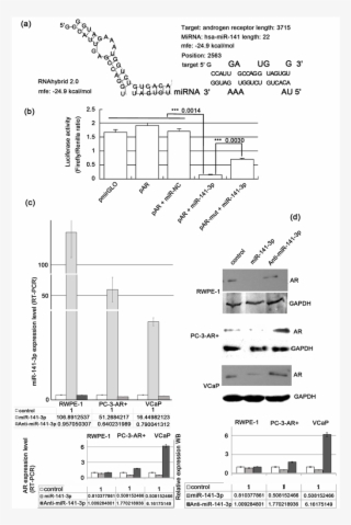 Ar Is A Direct Target Of Mir 141 3p, And Ar Levels - Diagram