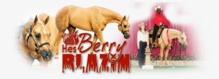Hes Berry Blazin - Stallion