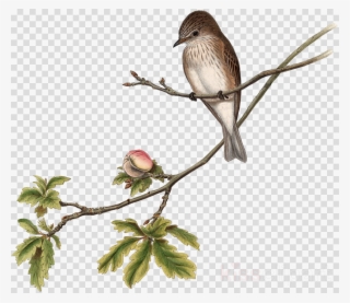 Bird Clipart House Sparrow The Birds Of Australia - Clip Art