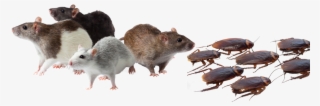 Bugs Pest Control Mice Rats Roaches Spiders Ants Scorpions - Pest Control