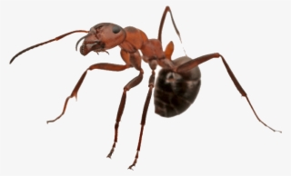 Residential Pest Control Newbury Park - Fondazione Ant Italia Onlus