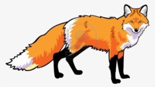 14641715 De Pie Zorro Rojo Sobre Fondo Blanco Vista - Dibujo De Un Zorro Rojo