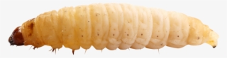Maggot Png - Larva Png