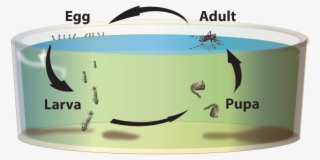 Life Cycle - Mosquito Life Cycle Aedes