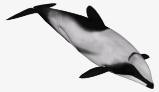Hector's Dolphin 2 - Hector Dolphin