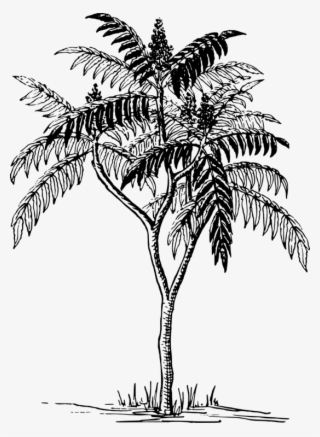 Poster Flyer Tree Drawing - Tree Drawing On Poster