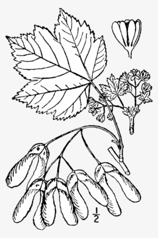 166 × 240 Pixels - Rocky Mountain Maple Drawing