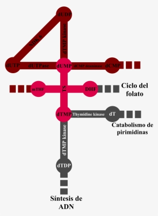 Ruta Ts - Diagram