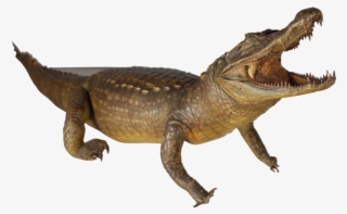 Visit - Nile Crocodile