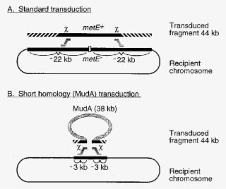 Thick Black Bars Denote Sequences Of Identity Between - Chromosome