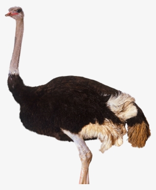 Ostrich Png Clipart - Ostrich Png