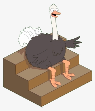 Live Studio Ostrich - Turkey