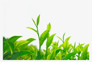 Green Chrysanthemum Leaf Camellia - Green Tea Bushes Png