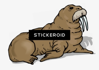 Walrus Animals - Punxsutawney Phil