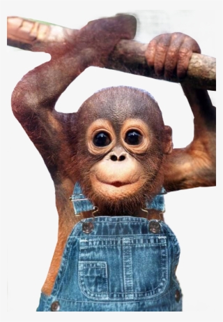 Report Abuse - Little Monkey Funny