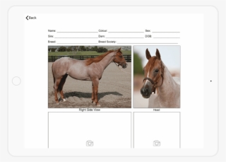 Ipad Mockup - Apple Ipad Family