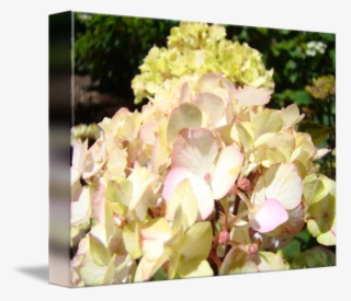 Cream Hydrangea Art Prints By Baslee Troutman - Pink Flowers