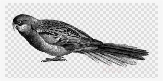 Transparent Background Wifi Clipart Royalty-free Computer - Clip Art