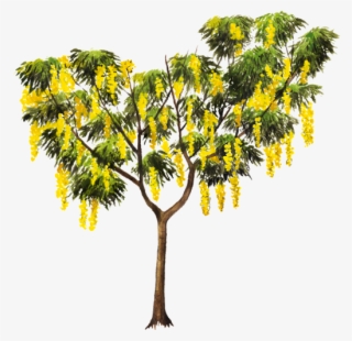 Arbol Copa De Oro