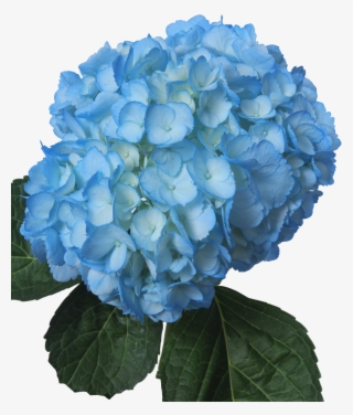 Tinted Light Blue - Baby Blue Flowers Png