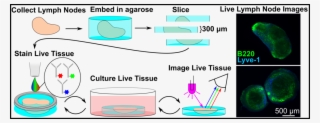 Slicestaining Revised Toc Figure - Diagram