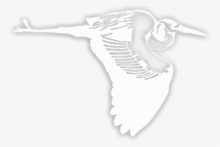 Contact - Seabird