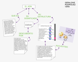 Untitled Que Es El Adn Es La Molécula Que Lleva La - Radical
