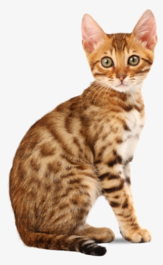 Meet Our Lovely - Bengal Cat Png